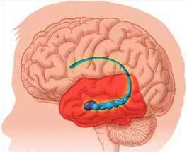 afbeelding: Brain Connection