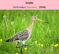 de Gruto is een beschermde vogel volgens de IUCN