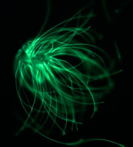gekleurde cellen onder UV licht (C) Heidi Fisher