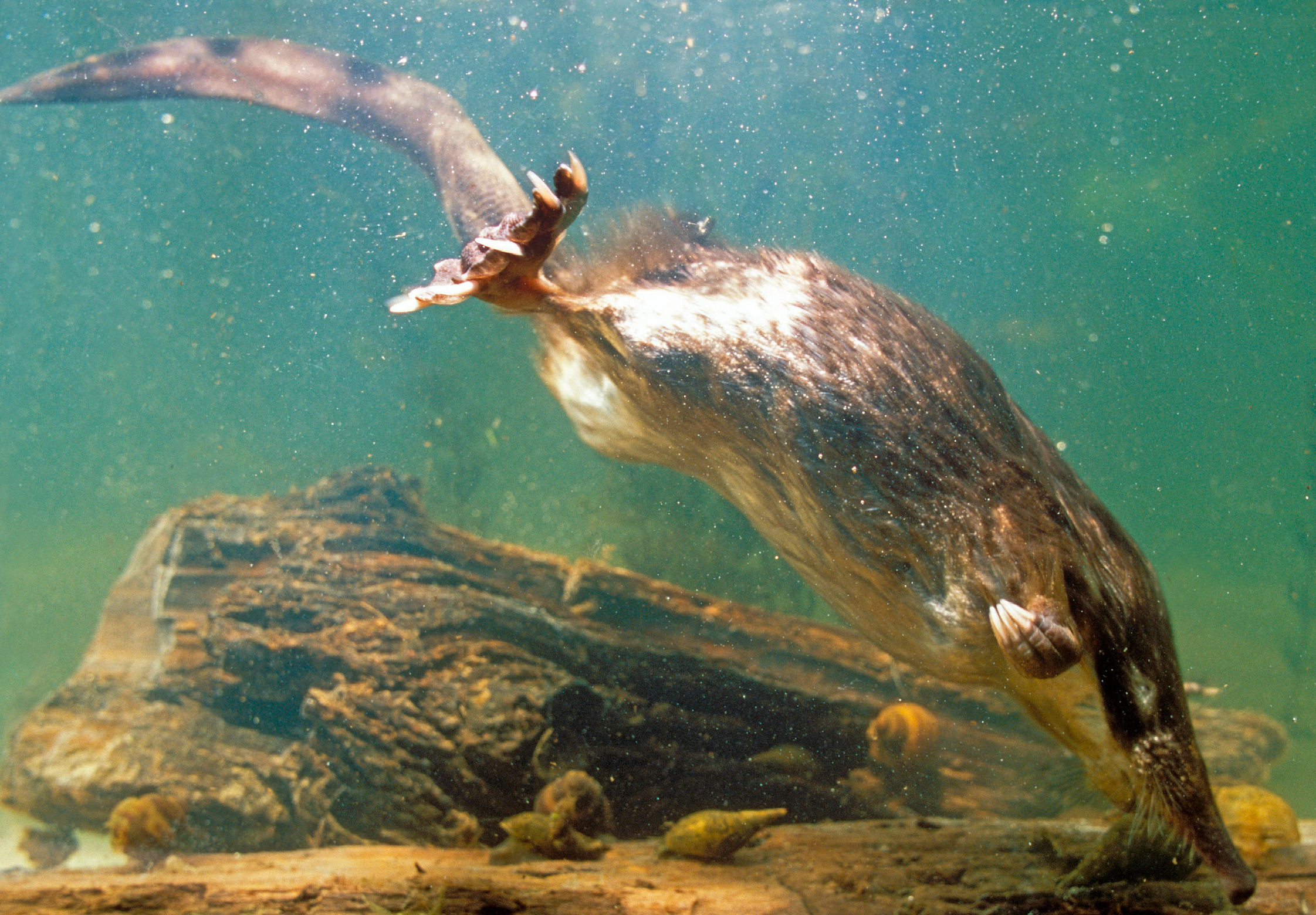 russische desman, kwetsbaar (c) Igor Shpilenok