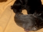 Foto's van pas geboren Maine coon kittens