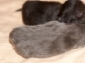 Foto's van pas geboren Maine coon kittens