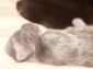 Foto's van pas geboren Maine coon kittens