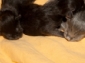 Foto's van pas geboren Maine coon kittens