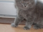 Foto's van pas geboren Maine coon kittens